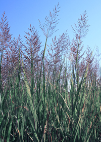 Panicum virgatum 'Dallas Blues'